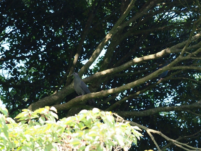 JXog,Japanese Wood Pigeon